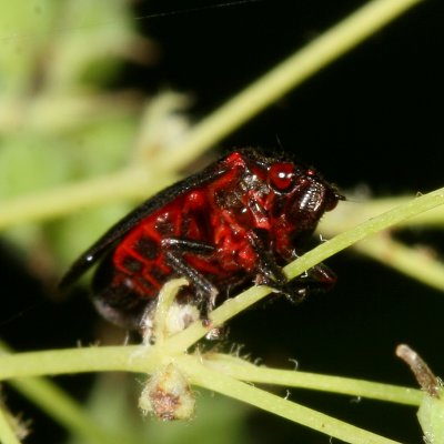 Prosapia ignipectus * Red-legged Spittlebug