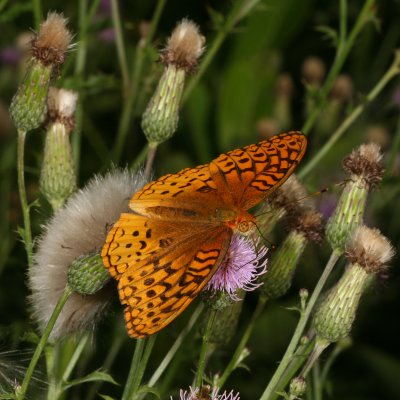 Great Spangled Fritillary