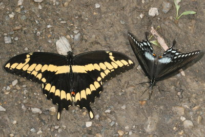 Eastern Giant Swallowtail & Spicebush Swallowtail