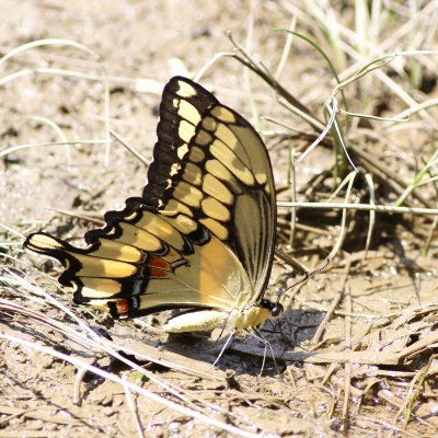 Eastern Giant Swallowtail