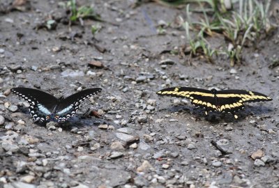 Spicebush & Eastern Giant Swallowtail