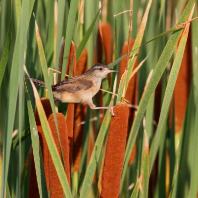 Marsh Wren