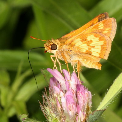 Peck's Skipper