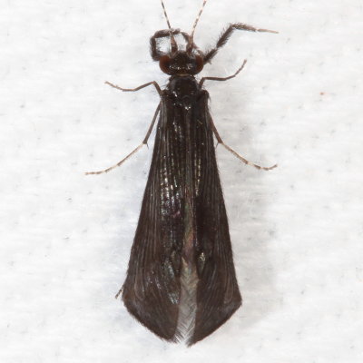 Mystacides sepulchralis