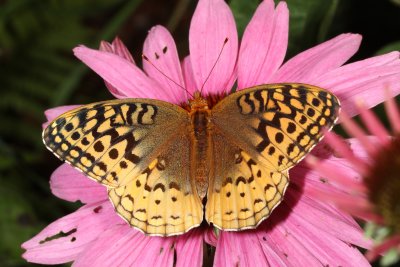 Great Spangled Fritillary