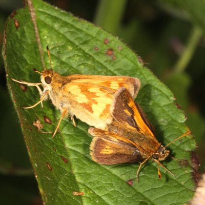 Peck's Skippers mating