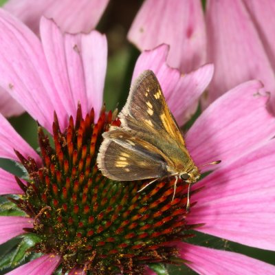 Peck's Skipper ♀