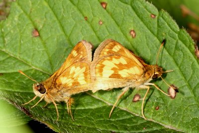 Peck's Skippers mating