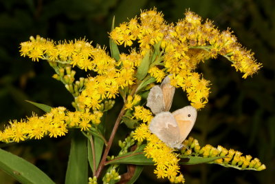 Common Ringlets