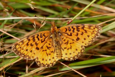 Silver-bordered Fritillary