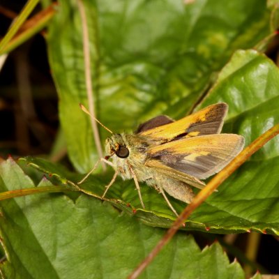 Crossline Skipper ♂