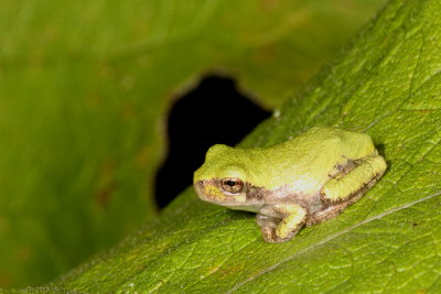 Spring Peeper