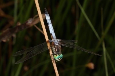 Blue Dasher ♂