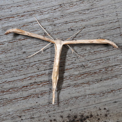 Hodges#6234 * Morning-glory Plume Moth * Emmelina monodactyla