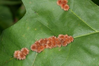 Callirhytis furva * Furry Oak Leaf Gall Wasp