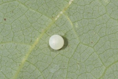 Spicebush Swallowtail egg