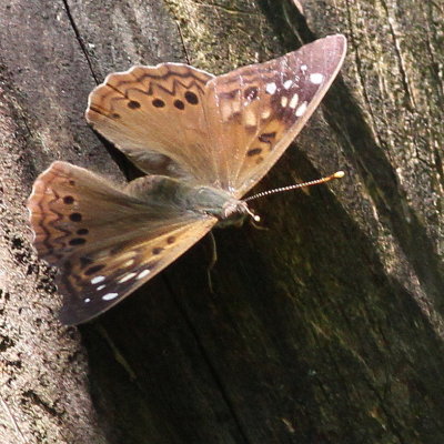 Hackberry Emperor