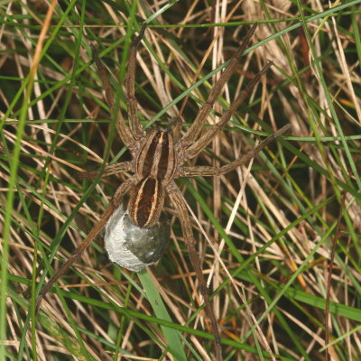 Rabid Wolf Spider