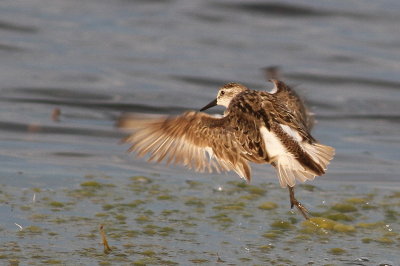 Least Sandpiper