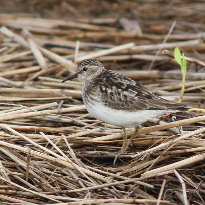 Least Sandpiper