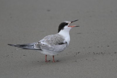 juv Common Tern