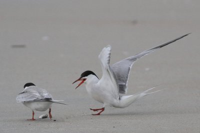 juvenile & adult Common Tern