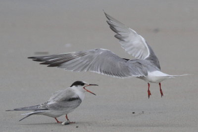 juvenile & adult Common Tern