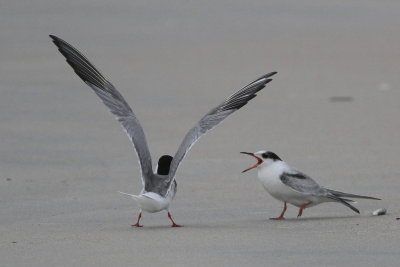 juvenile & adult Common Tern