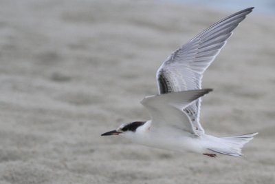 juv Common Tern