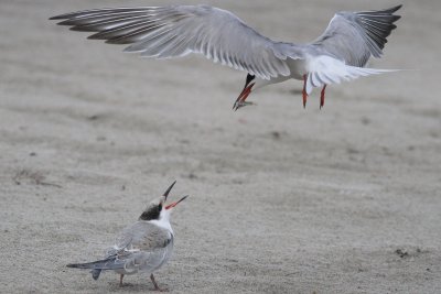 juvenile & adult Common Tern