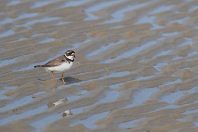 Semipalmated Plover