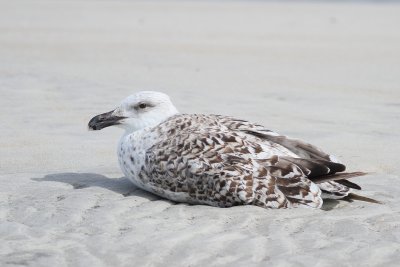 Great Black-backed Gull / 2nd winter