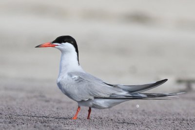 Common Tern