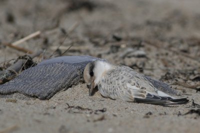 juv Least Tern