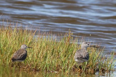 Lesser & Greater Yellowlegs