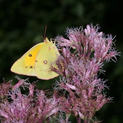 Orange Sulphur