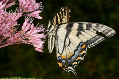 Eastern Tiger Swallowtail