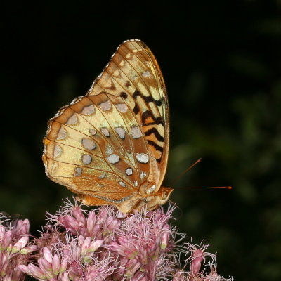 Great Spangled Fritillary