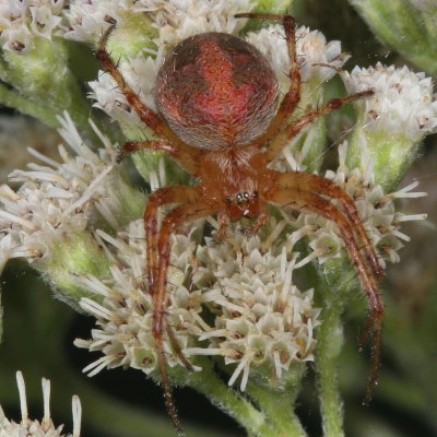 Neoscona arabesca