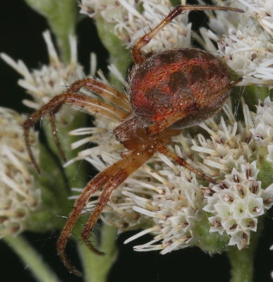 Neoscona arabesca