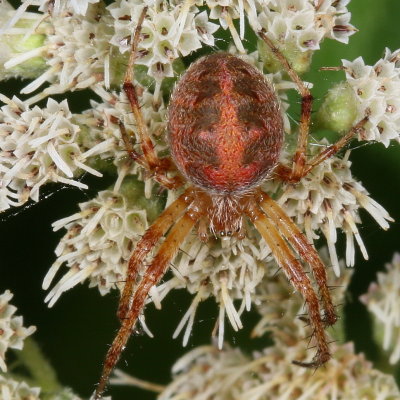 Neoscona arabesca