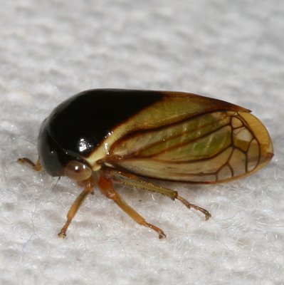 Membracidae : Treehoppers
