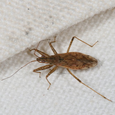 Nabis roseipennis
