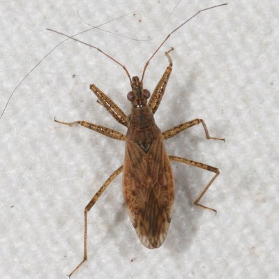 Nabis roseipennis