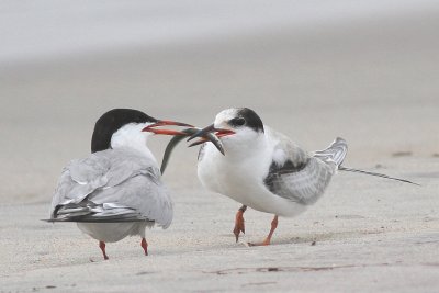 Common Tern