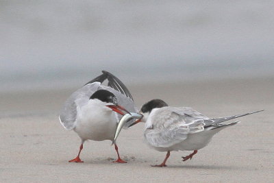 Common Tern