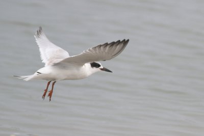 Forster's Tern