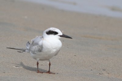 Forster's Tern