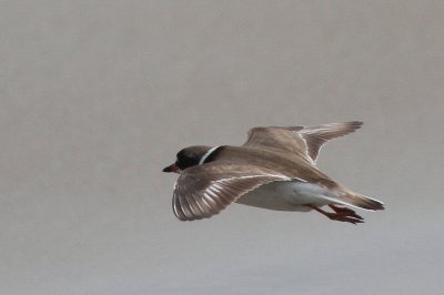 Semipalmated Plover