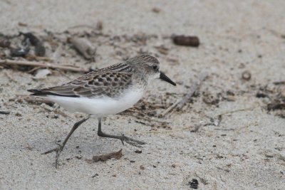 Sanderling